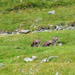 “Onverwachte wending: Hoe COVID-19 de wereld op zijn kop zette 🌍”