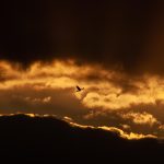 Het onverwachte einde van een legende: David Bowie’s shockerende afscheid 🎤