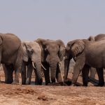 Het onverwachte succes van de Emoji: Hoe ze onze communicatie veranderden! 😊