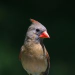 De Verbluffende Ontdekking van het Einde van de Wereld—Wat Nu? 🌍