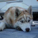 In 2006 werd de eerste smartphone met touchscreen geïntroduceerd, wat een revolutie teweegbracht in de manier waarop we communiceren en informatie delen.