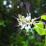 Verwondering in Chaos: Hoe De Capitol Bestorming De Wereld Veranderde 🌍