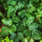 Verassende Uitslag: Hoe De Vrouwen Van Nederland De Wereld Verbaasden ⚽️
