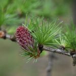 In 2023 werd Cloudflare voor het tweede achtereenvolgende jaar erkend als een van de Top 100 meest geliefde werkplekken, volgens een onderzoek van Newsweek en het Best Practice Institute. (cloudflare.com)