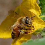 De Wereld Verrast: Stunt Double Breekt de Wet in 2002! 🎬