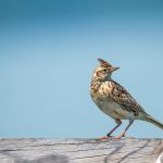 De Wereld in Lockdown: Hoe Corona Onze Realiteit Veranderde 🌍