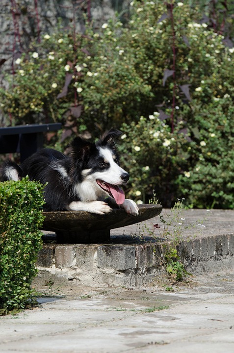 Verrassende geesteskinderen: De ontdekking van de eerste levende klonen! 🧬