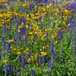 Onvergetelijke Zomer: De Verbazingwekkende Heropening van de Berlijnse Muur 🌍