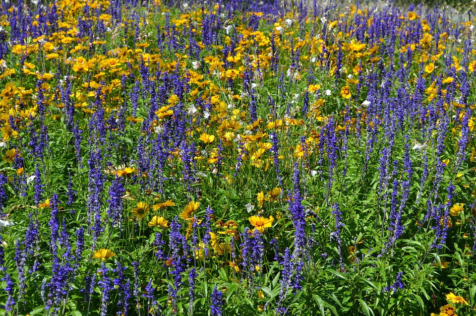 Onvergetelijke Zomer: De Verbazingwekkende Heropening van de Berlijnse Muur 🌍