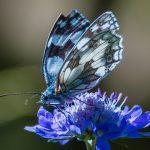De Verbazingwekkende Ontdekking van Water op de Maan 🌕
