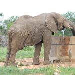 Wanneer de wereld stilviel: De onverwachte kracht van de natuur 🌍