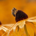De wereld verstomd: Het wonder van de totale zonsverduistering! 🌒