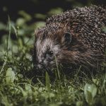De Wereld Veranderde: Hoe de Solar Eclipse van 2017 Ons Verblufte! 🌒