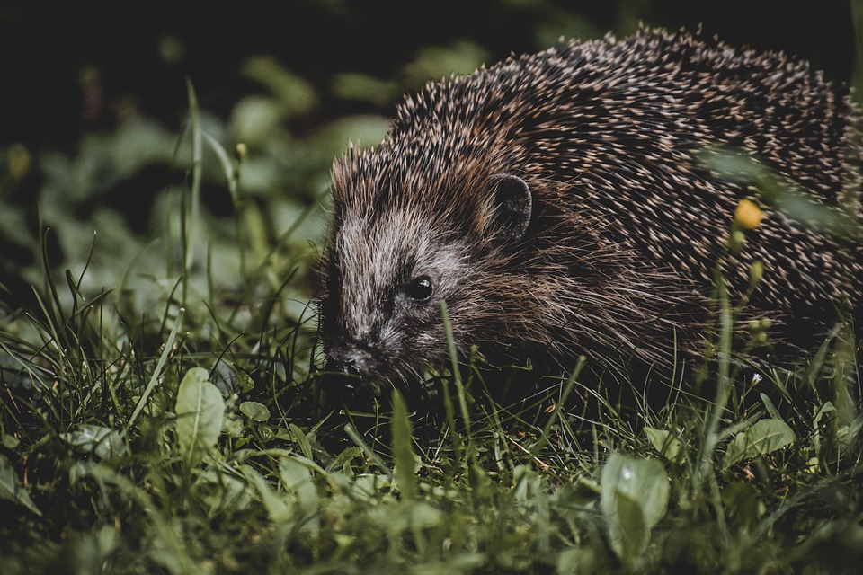 De Wereld Veranderde: Hoe de Solar Eclipse van 2017 Ons Verblufte! 🌒