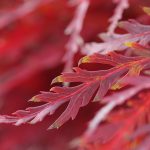 Verbluffende Redding: Hoe Een Hond Een Doodsituatie Trotseerde 🐾