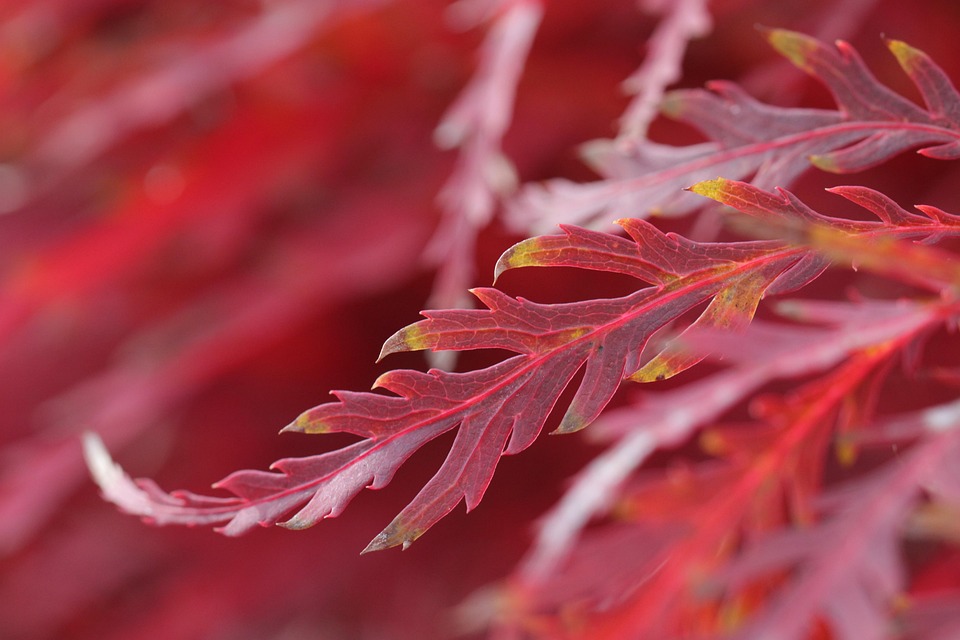 Verbluffende Redding: Hoe Een Hond Een Doodsituatie Trotseerde 🐾