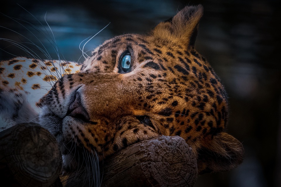 Verbazingwekkende Doorbraak: Wetenschappers Creëren Levensvatbare Menselijke Organen! 🌟