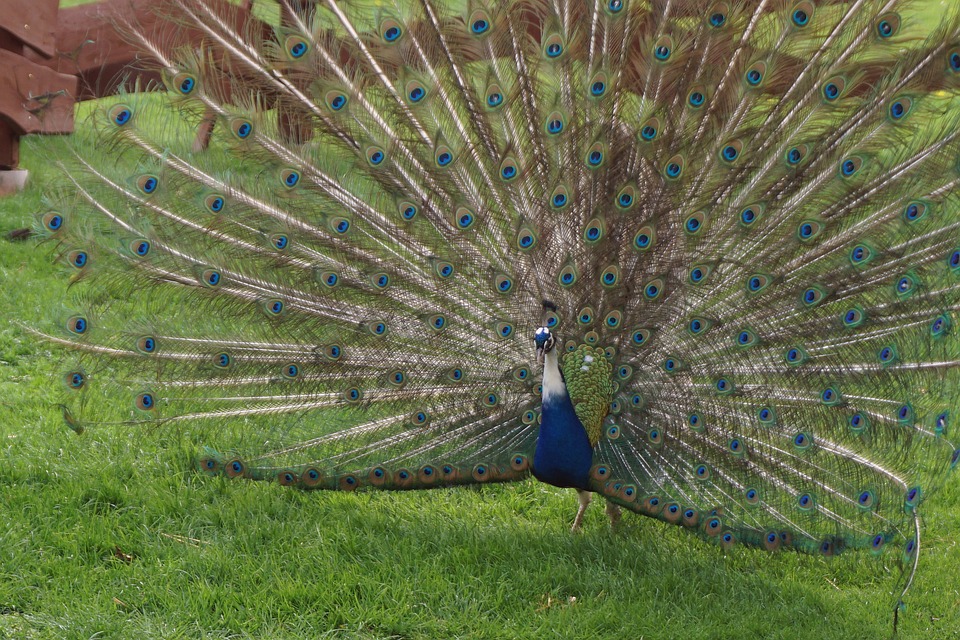 Verbluffende ontdekking: Nieuwe dinosaurusspecies verandert ons begrip van de prehistorie! 🦖
