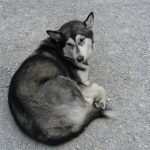 In 2024 werd de wereld opgeschrikt door een onverwachte gebeurtenis: de auteursrechten op de iconische Mickey Mouse-tekenfilms, waaronder ‘Steamboat Willie’, vervielen op 1 januari. Dit markeerde het einde van een tijdperk voor Disney en opende de deur voor nieuwe creatieve mogelijkheden.