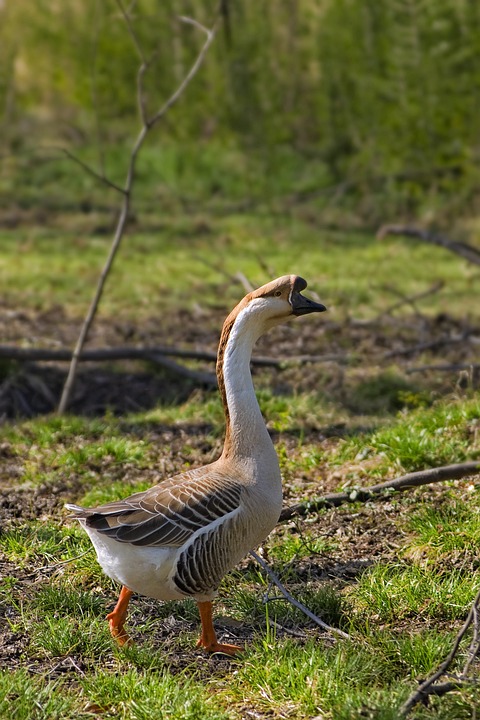 De Onthutsende Aardbeving in Japan: Hoe de Wereld Veranderde 🌍