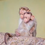 Het jaar dat alles veranderde: Hoe COVID-19 onze wereld herdefinieerde 🌍