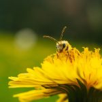 Wereld schokt: Brexit-stemming verandert de toekomst van Europa 🇬🇧✨