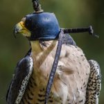 De Valk van de Columbia: Een Schokkende Ruimtemissie die de Wereld Verbonden 🌌