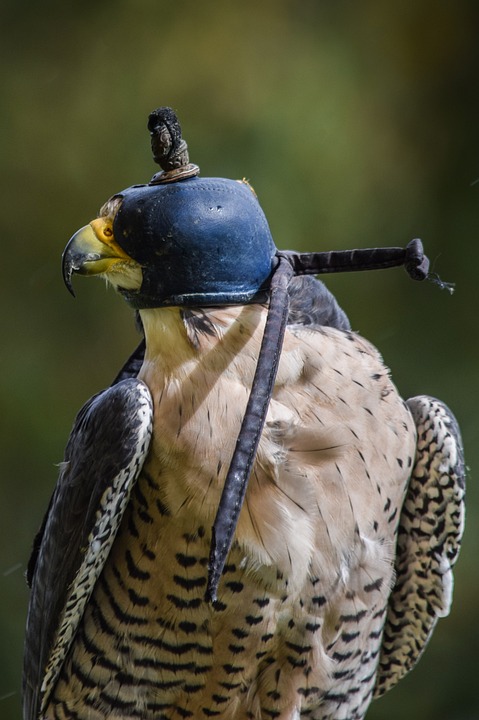 De Valk van de Columbia: Een Schokkende Ruimtemissie die de Wereld Verbonden 🌌