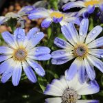 Ziedaar: Het Mysterie van de Brand in de Notre-Dame! 🔥✨