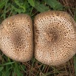 Verbluffende ontdekking: Onderzoek onthult geheimen van de diepzee 🌊✨