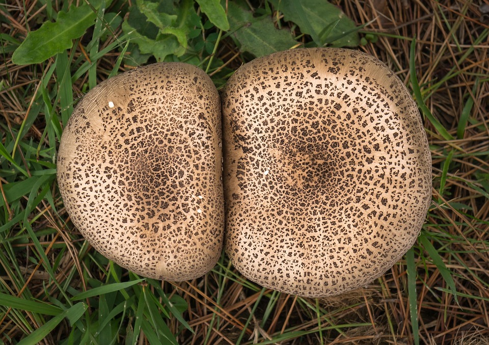 Verbluffende ontdekking: Onderzoek onthult geheimen van de diepzee 🌊✨