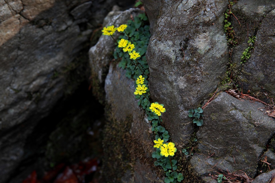 Hoe een wereldwijde pandemie ons leven voorgoed veranderde 🌍