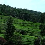 Verbluffende ontdekking: Onderwaterstad in de Golf van Cambodja onthuld! 🌊