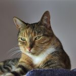 Schokkende Vondst: Einde van een Tijdperk bij NASA! 🚀