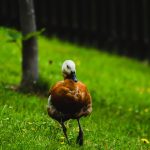 Ontdek de onverwachte uitbarsting van de machtige Tavurvur! 🌋