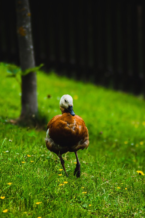 Ontdek de onverwachte uitbarsting van de machtige Tavurvur! 🌋
