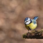 Verbazingwekkende Meteorietinslag: Een Hemelse Show boven Chelyabinsk 🌌