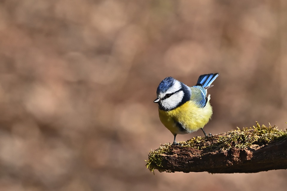 Verbazingwekkende Meteorietinslag: Een Hemelse Show boven Chelyabinsk 🌌