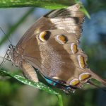 De Verbazingwekkende Ontdekking: Wolken van Mars onthullen Geheimen! ☁️🔍