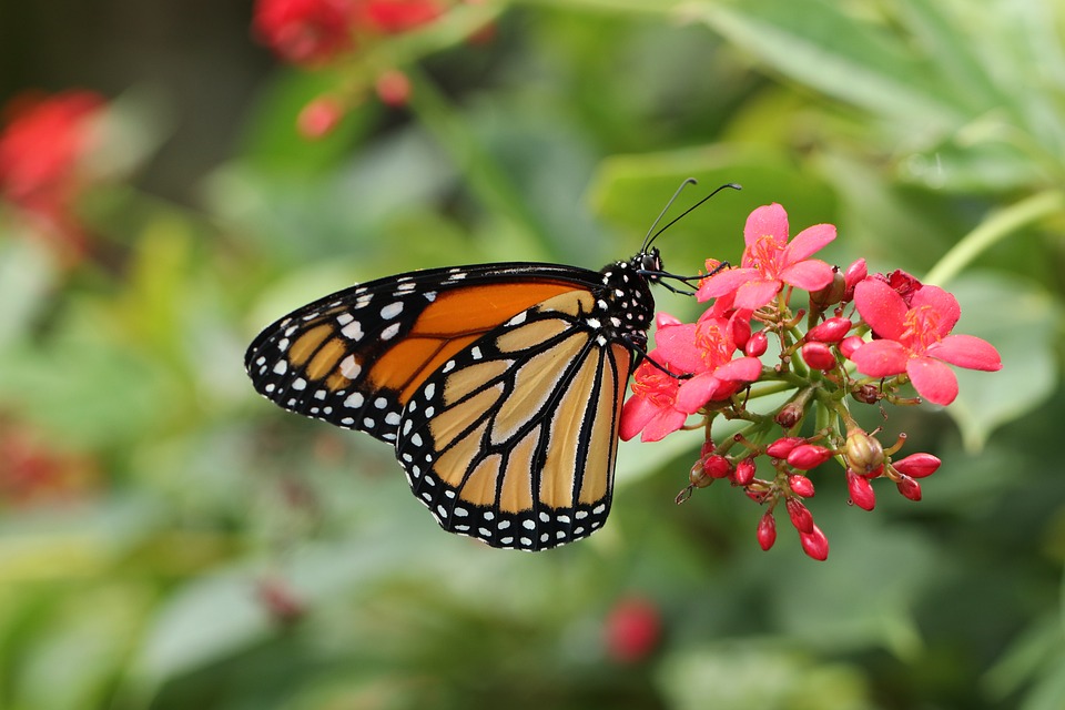 Onverwacht natuurwonder: De magie van de kleurrijke sterrenhemel 🌌