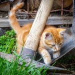 Ontdek de Onvergetelijke Superstorm Sandy: Een Jaar na de Ravage 🌪️