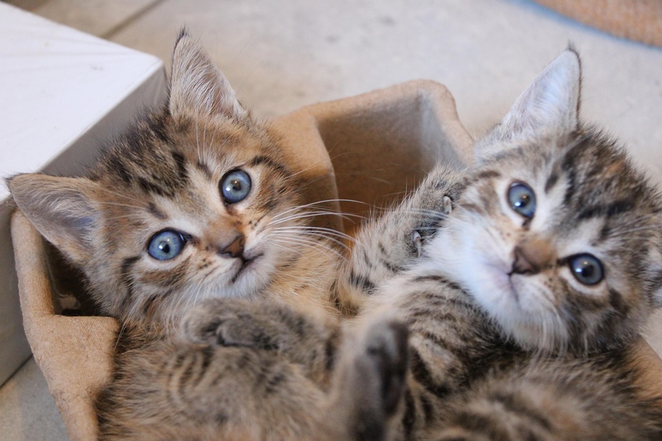 Schokkende wereldwijde lockdown: Hoe COVID-19 ons leven op z’n kop zet 🌍