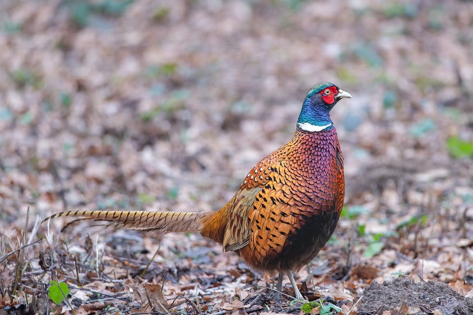 Verbluffende ontdekking: Leven op Mars? 🔍 Ontdek de geheimen van 2010!