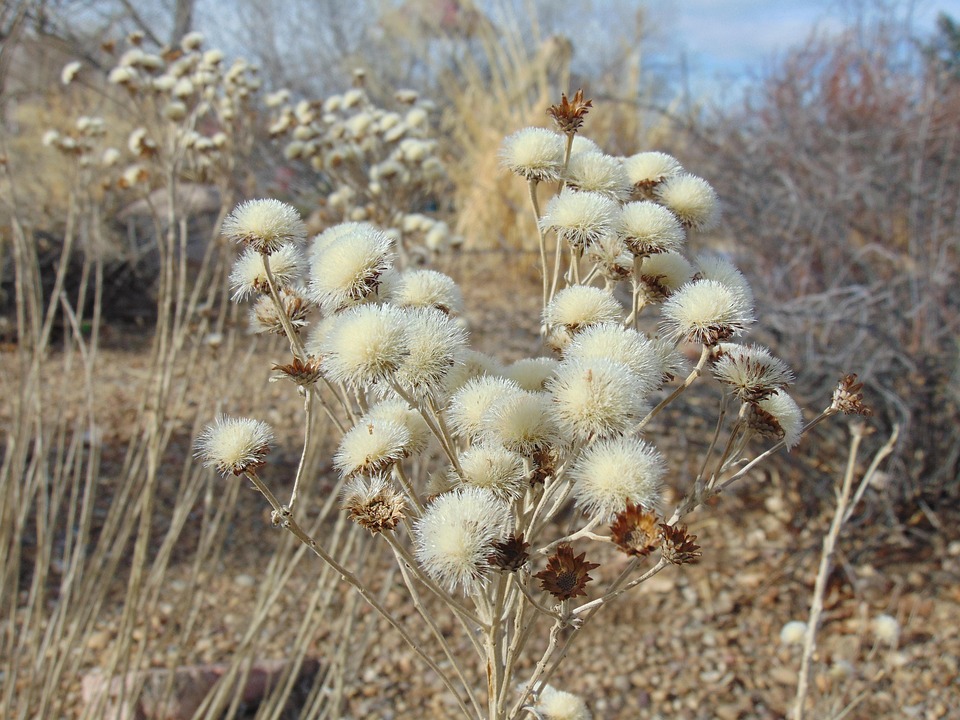 Ontdek de Verbazingwekkende Redenen achter de Chileense Mijnramp van 2010! ⛏️