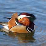 Cloudflare’s Onmiskenbare Impact op de Amerikaanse Verkiezingen van 2024