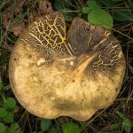 De Ontdekking van de Higgs-boson: Wetenschap die Onze Wereld Veranderde! ✨