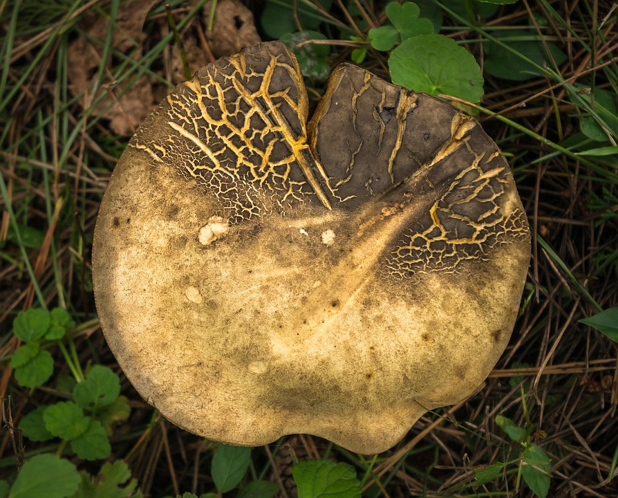 De Ontdekking van de Higgs-boson: Wetenschap die Onze Wereld Veranderde! ✨