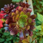 Hoe een onverwachte luchtvaartcrisis de wereld veranderde ✈️