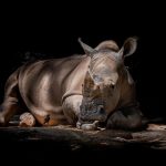 2020 in het teken van verandering: de wereld onder COVID-19 🌍