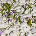 Verbluffende Doorbraak: Wetenschappers Ontdekken Levensvormen in Andere Dimensionale Werelden! 🌌